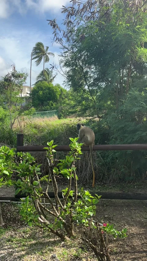 Wild green monkeys passing through tropical garden Barbados Stockbeeldmateriaal 340211439