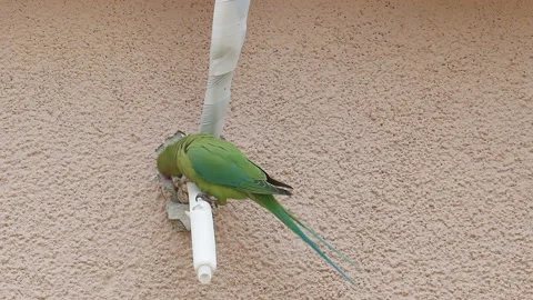 Wild green parrot 動画素材 94135542