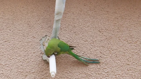 Wild green parrot on pipe Stock-Footage 93707230