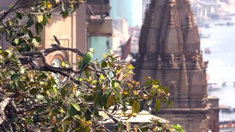 WIld green parrot Rose-Ringed Parakeet, Psittacula Krameri in Varanasi, India Stock Footage 109290843