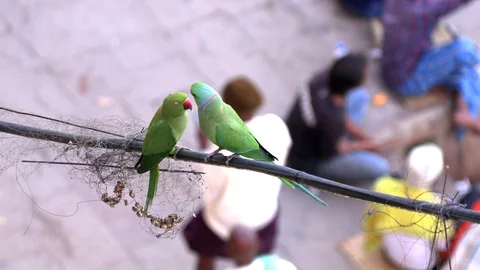 WIld green parrot Rose-Ringed Parakeet, Psittacula Krameri in Varanasi, India Stock Footage 109291289