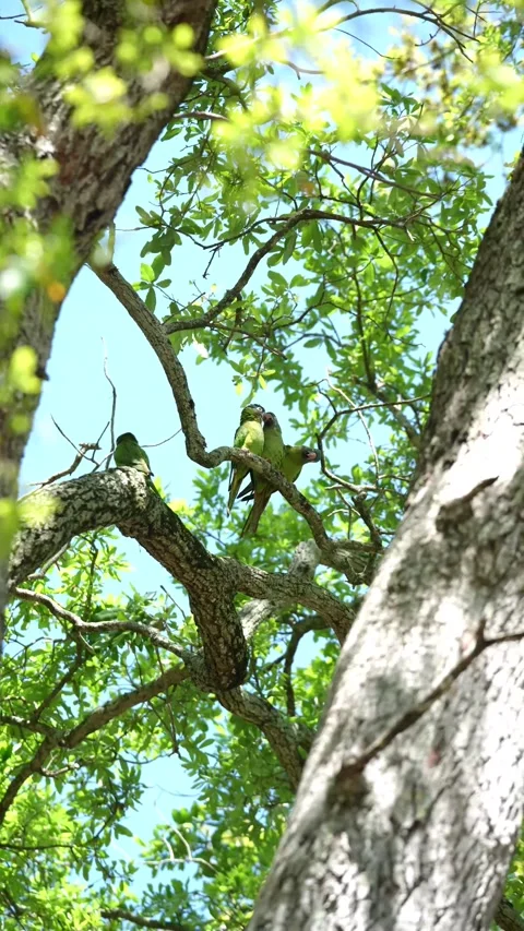 Wild green parrots sitting on a thick tree branch preening and interacting. Stock-Footage 341701098