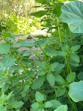 Wild Green Stock Photos