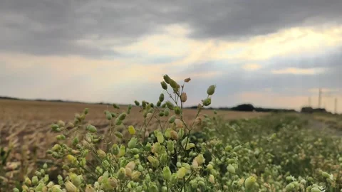 Wild green plants on the edge of a field at sunset 库存影片 342492786