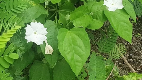 Wild green plants on the ground Stock Footage 303259671