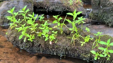 Wild Green Plants Growing on Moss Covered Rock in Burnt Meadow Brook, New Yo Stock Footage 340986809