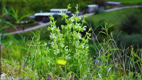 Wild Green Shrub on Hillside with Blurred Village Background Stock Footage 338321453