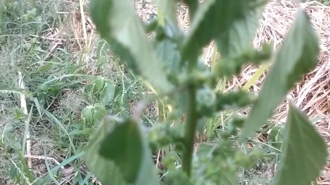 Wild Green Shrub (Spiny Amaranth) Stockbeeldmateriaal 332780720