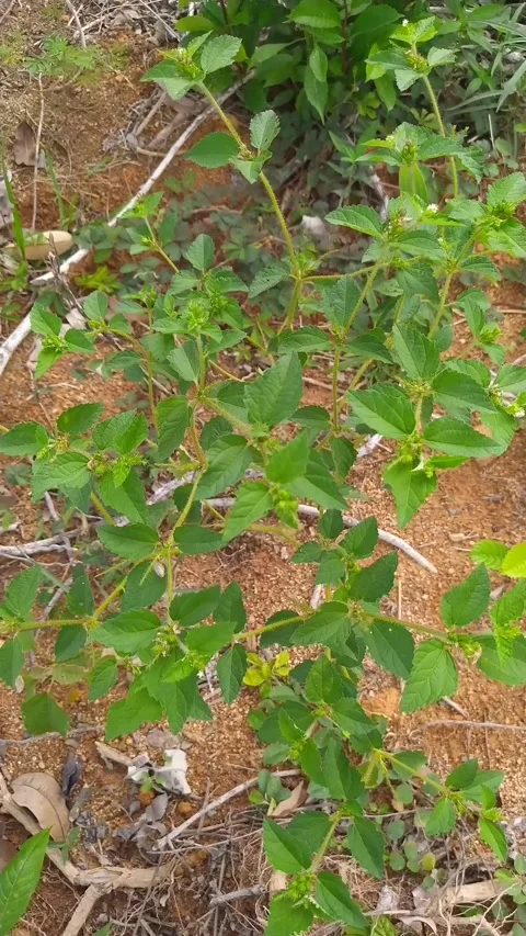 Wild Green Shrubs on Soil - Forest Floor Vertical B-Roll Stock Footage 336654050