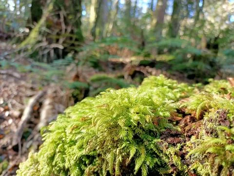 Wild Greens Stock Photos