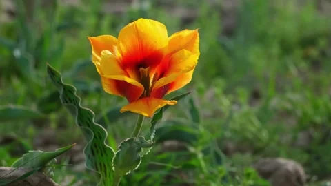 Wild Greig tulips in the fields of Kazakhstan. Stock Footage 255299028
