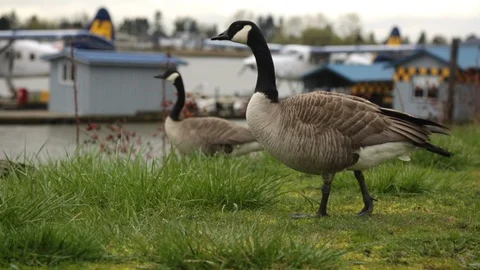 Wild grey geese walking grass water front Stock Footage 87797325