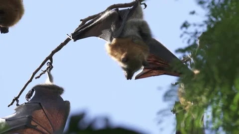 Wild Grey Headed Flying Fox Pteropus poliocephalus 1 Stock Footage 154776648