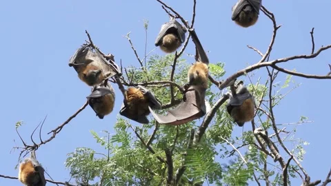 Wild Grey Headed Flying Fox Pteropus poliocephalus 2 Stock Footage 154776671