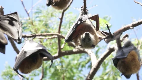 Wild Grey Headed Flying Fox Pteropus poliocephalus 3 Stock Footage 154776688