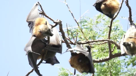 Wild Grey Headed Flying Fox Pteropus poliocephalus 4 Stock Footage 154776711