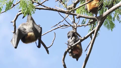 Wild Grey Headed Flying Fox Pteropus poliocephalus 5 Stock Footage 154776722