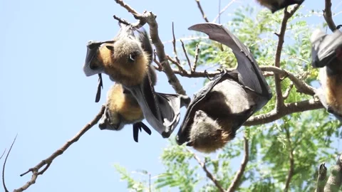 Wild Grey Headed Flying Fox Pteropus poliocephalus 6 Stock Footage 154776741