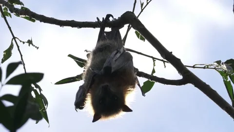 Wild Grey Headed Flying Fox Pteropus poliocephalus 8 Stock Footage 154776761