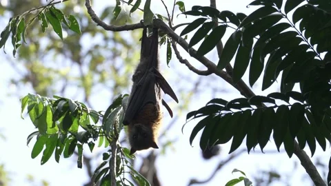 Wild Grey Headed Flying Fox Pteropus poliocephalus 7 Stock Footage 154776764