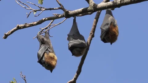 Wild Grey Headed Flying Fox Pteropus poliocephalus 9 Stock Footage 154776774