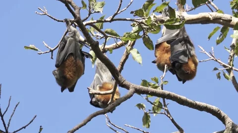 Wild Grey Headed Flying Fox Pteropus poliocephalus 10 Stock Footage 154776800