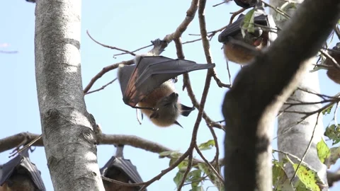 Wild Grey Headed Flying Fox Pteropus poliocephalus 12 Stock Footage 154776808