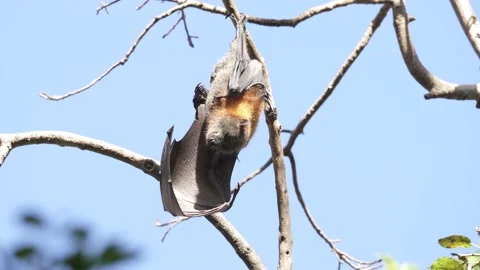 Wild Grey Headed Flying Fox Pteropus poliocephalus 13 Stock Footage 154776820