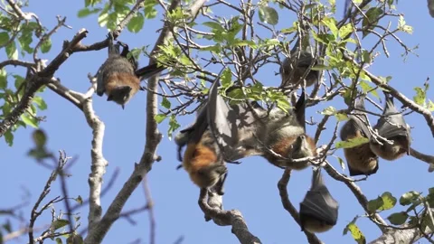Wild Grey Headed Flying Fox Pteropus poliocephalus 11 Stock Footage 154776826