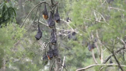 Wild Grey Headed Flying Fox Pteropus poliocephalus colony 17 Stock Footage 155213306