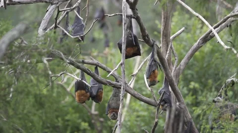 Wild Grey Headed Flying Fox Pteropus poliocephalus colony 15 Stock Footage 155213309