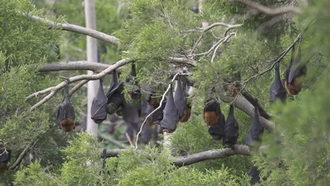 Wild Grey Headed Flying Fox Pteropus poliocephalus colony 16 Stock Footage 155213365