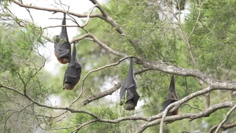 Wild Grey Headed Flying Fox Pteropus poliocephalus colony 18 Stock Footage 155213367