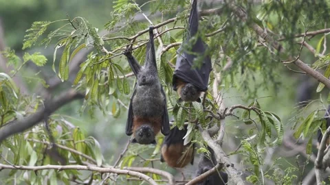 Wild Grey Headed Flying Fox Pteropus poliocephalus colony 19 Stock Footage 155213368