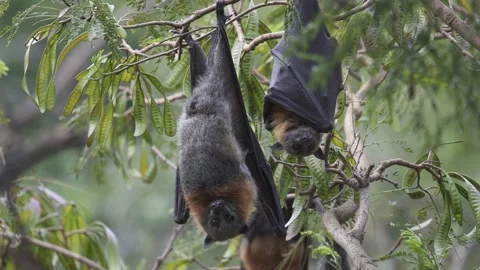Wild Grey Headed Flying Fox Pteropus poliocephalus colony 20 Stock Footage 155213455