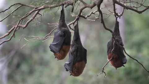 Wild Grey Headed Flying Fox Pteropus poliocephalus colony 21 Stock Footage 155213464