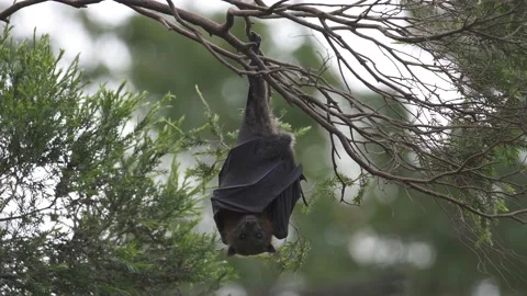 Wild Grey Headed Flying Fox Pteropus poliocephalus colony 22 Stock Footage 155213465