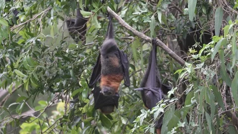 Wild Grey Headed Flying Fox Pteropus poliocephalus colony 24 Stock Footage 155213557