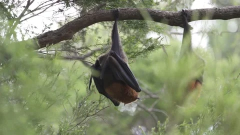 Wild Grey Headed Flying Fox Pteropus poliocephalus colony 23 Stock Footage 155213558