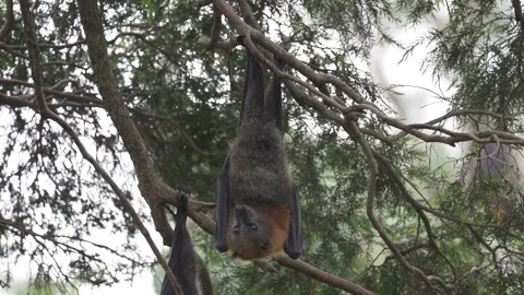 Wild Grey Headed Flying Fox Pteropus poliocephalus colony 26 Stock Footage 155213732