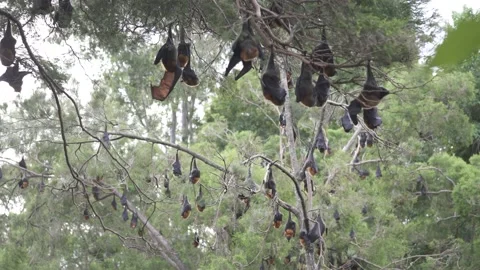 Wild Grey Headed Flying Fox Pteropus poliocephalus colony 27 Stock Footage 155213740