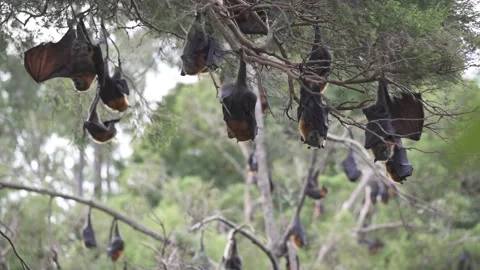 Wild Grey Headed Flying Fox Pteropus poliocephalus colony 29 Stock Footage 155213763