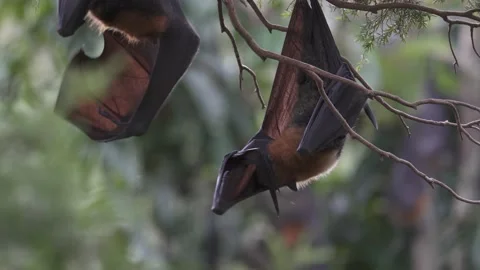 Wild Grey Headed Flying Fox Pteropus poliocephalus colony 25 Stock Footage 155213775