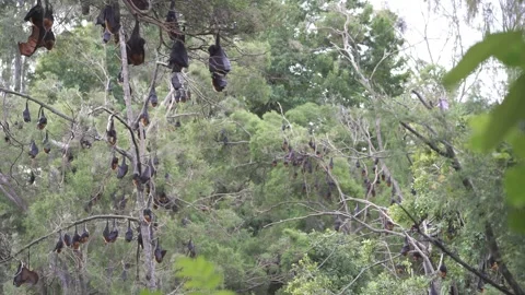 Wild Grey Headed Flying Fox Pteropus poliocephalus colony 28 Stock Footage 155213795