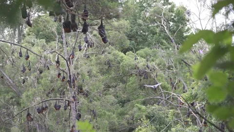 Wild Grey Headed Flying Fox Pteropus poliocephalus colony 30 Stock Footage 155213816