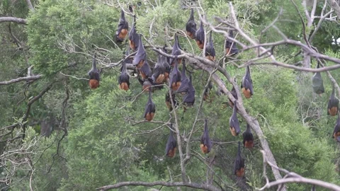 Wild Grey Headed Flying Fox Pteropus poliocephalus colony 31 Stock Footage 155213817