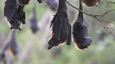 Wild Grey Headed Flying Fox Pteropus poliocephalus colony 32 Stock Footage 155213824