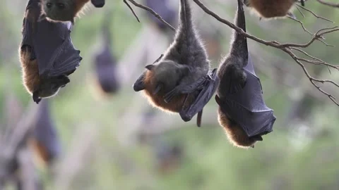 Wild Grey Headed Flying Fox Pteropus poliocephalus colony 33 Stock Footage 155213826