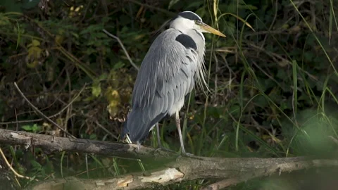 Wild grey heron perches on tree branch Stock Footage 141632343