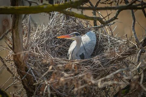 Wild grey heron with sharp orange beak and yellow eyes nesting Stock Photos
